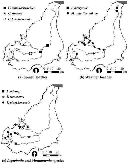 Distribution Pattern Of Loaches Teleostei Cobitoidea In The River East Tiaoxi China