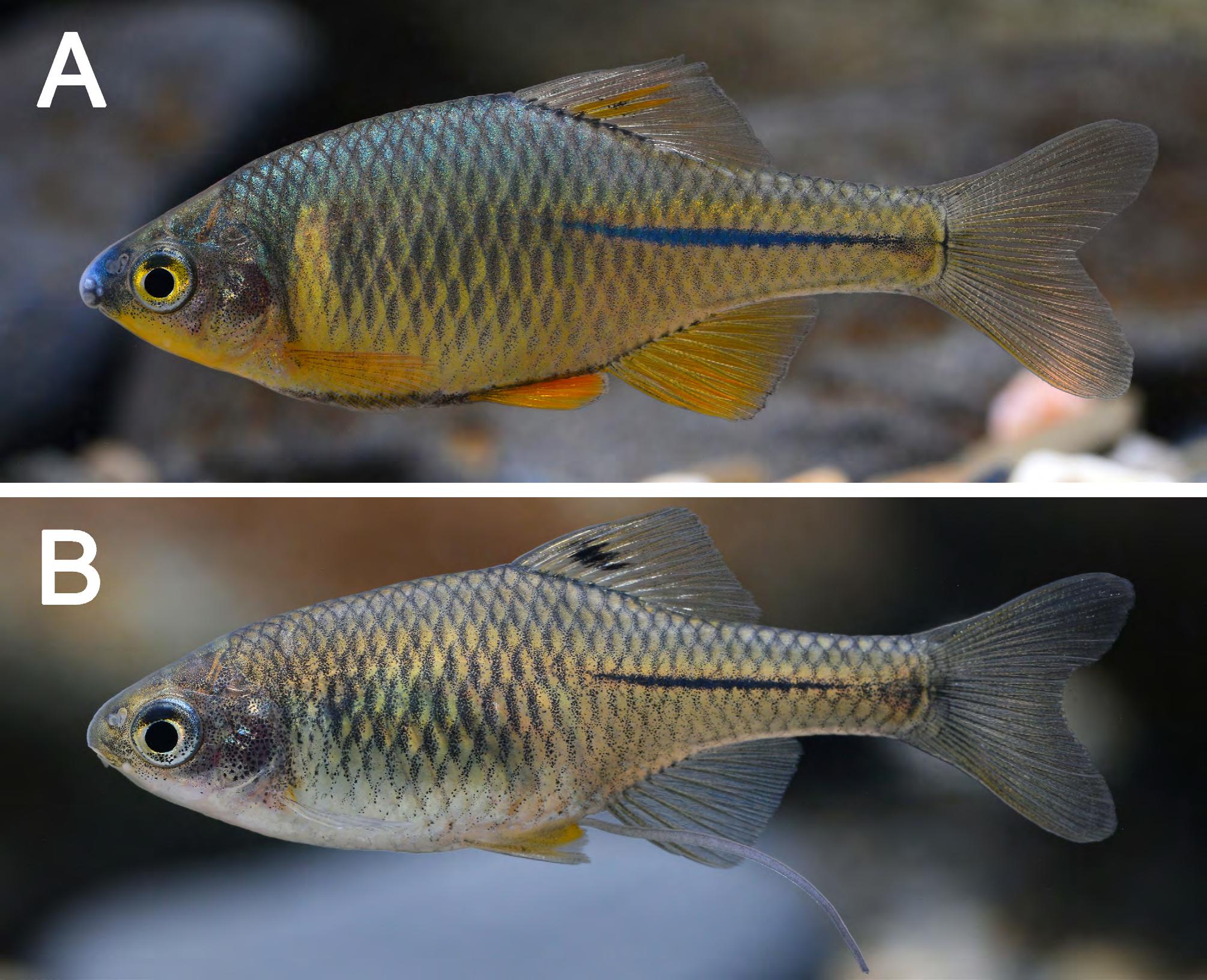 Горчаков рыба. Горчак самец. Самка горчака (Rhodeus sericeus),. Маленькая рыбка горчак. Европейский обыкновенный горчак.