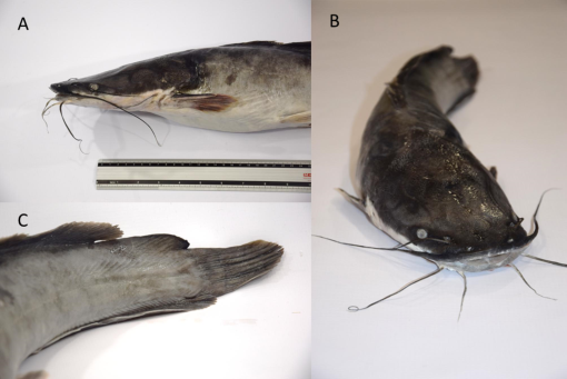 Finding of hybrid African catfish “Clariobranchus” in the River Danube