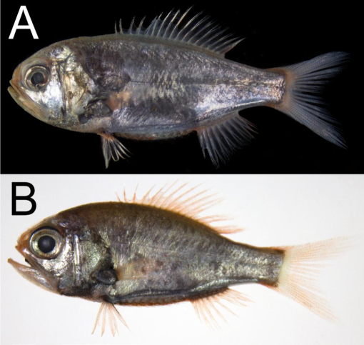 Nostril to Caudal: Fish Tongues