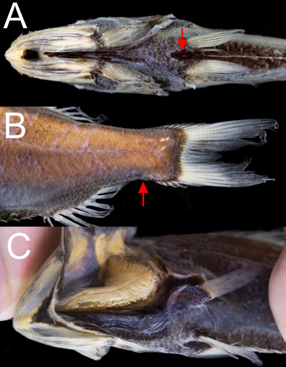 Nostril to Caudal: Fish Tongues