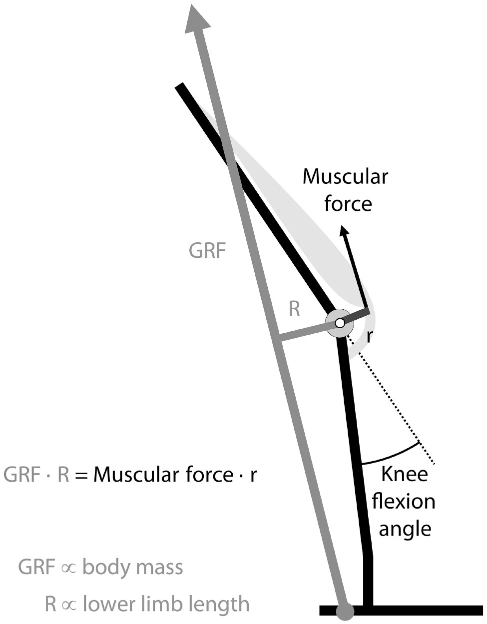 The effect of trunk flexion angle on lower limb mechanics during