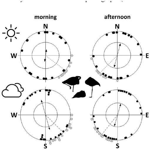 Direction Indicator And Magnetic Compass Aided Tracking Of