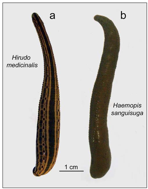 New species of blood-sucking leech discovered in DC-area