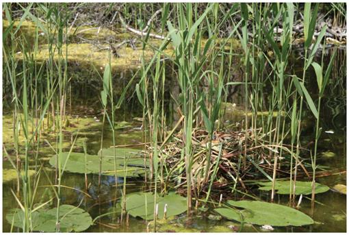 PDF) Investigating the use of macrophyte stable C and N isotopic ratios as  indicators of wetland eutrophication: Patterns in the P-affected Everglades