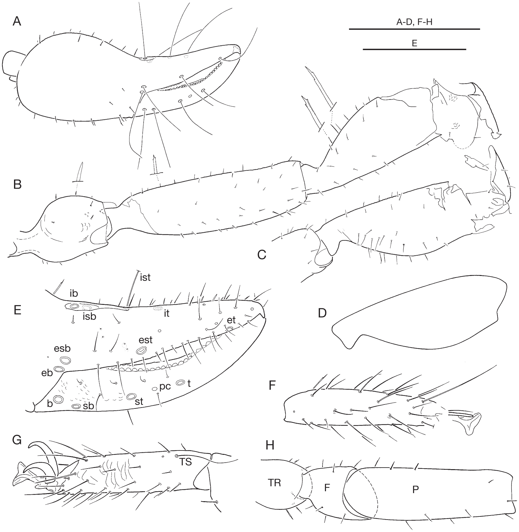 Cheliferoid pseudoscorpions (Arachnida, Chelonethi) from the Lower ...