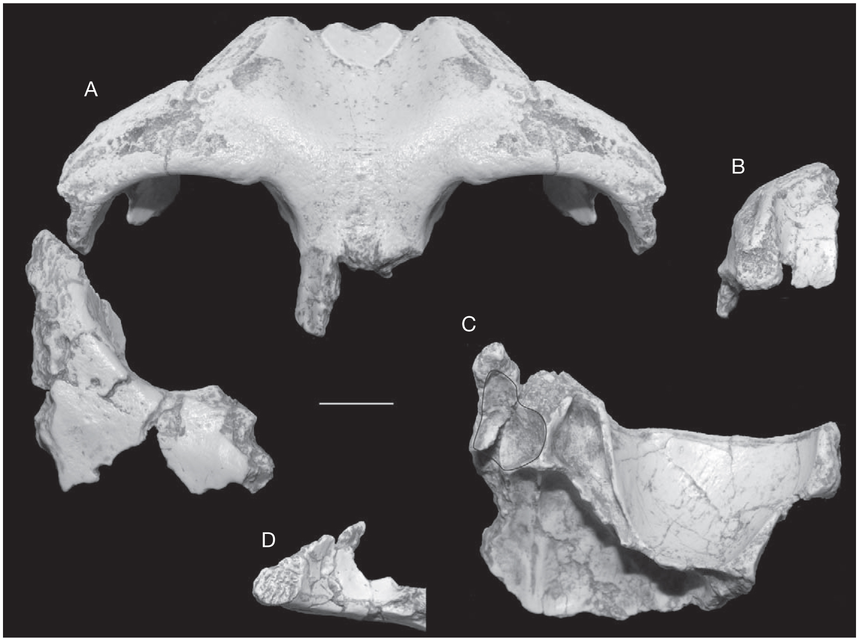 Dryopithecins, Darwin, de Bonis, and the European origin of the African  apes and human clade