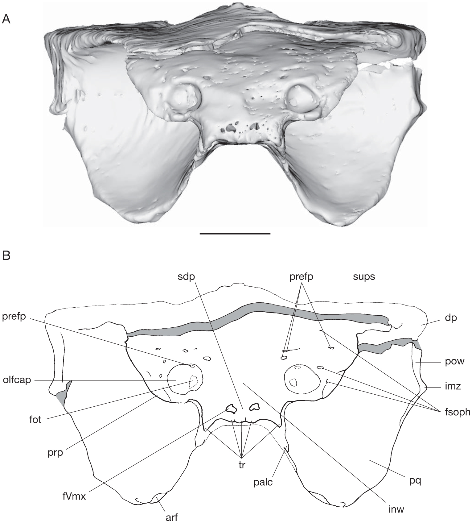 Skull and brain anatomy of Late Carboniferous Sibyrhynchidae ...