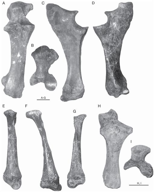 Anatomy of Haplomastodon chimborazi (Mammalia, Proboscidea) from the ...