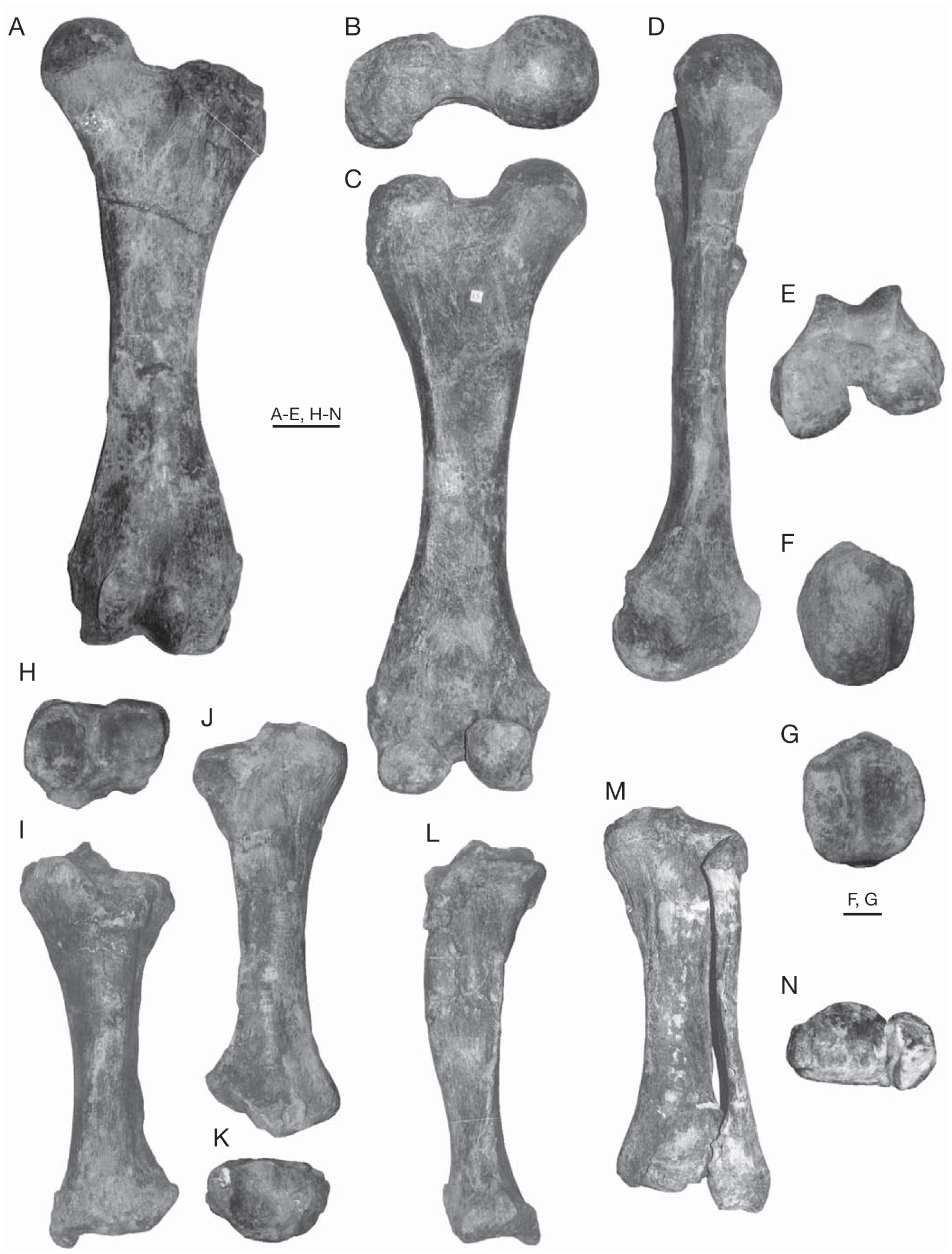 Anatomy of Haplomastodon chimborazi (Mammalia, Proboscidea) from the ...