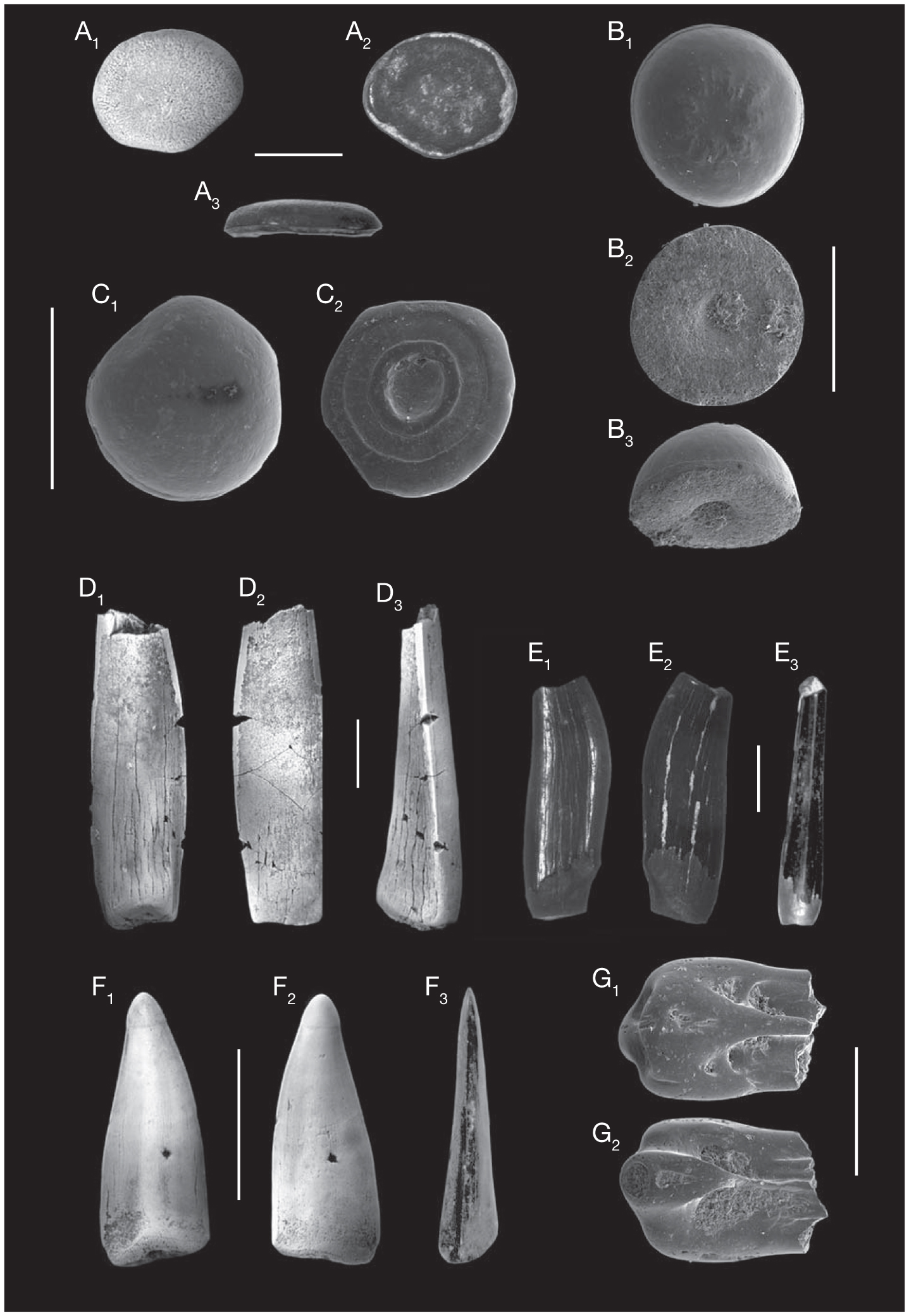 A New Actinopterygian Fauna From The Latest Cretaceous Of Quintanilla La Ojada Burgos Spain