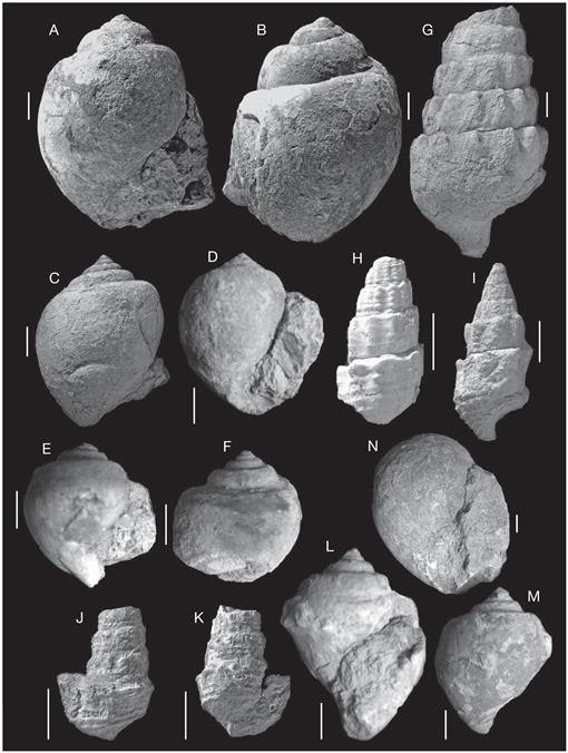 Early Eocene Caenogastropods Mollusca Gastropoda From Haymana Polatlii Basin Central Anatolia Turkey Taxonomy And Palaeoecology