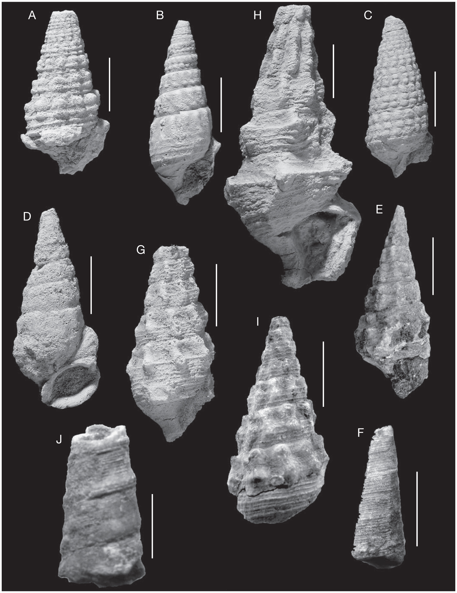 Early Eocene Caenogastropods Mollusca Gastropoda From Haymana Polatlii Basin Central Anatolia Turkey Taxonomy And Palaeoecology