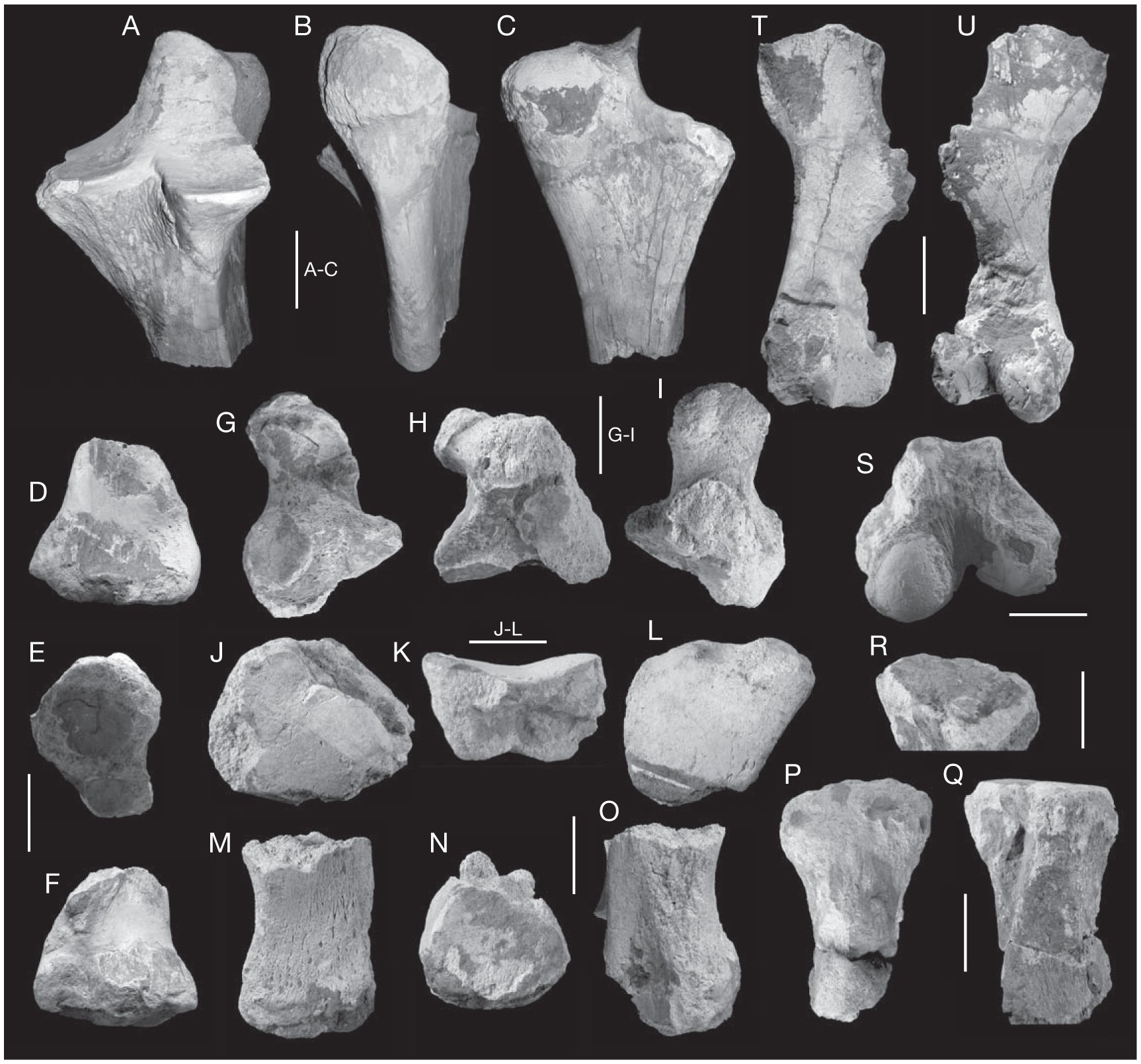 Late Miocene Large Mammals From Ivand Northwestern Iran