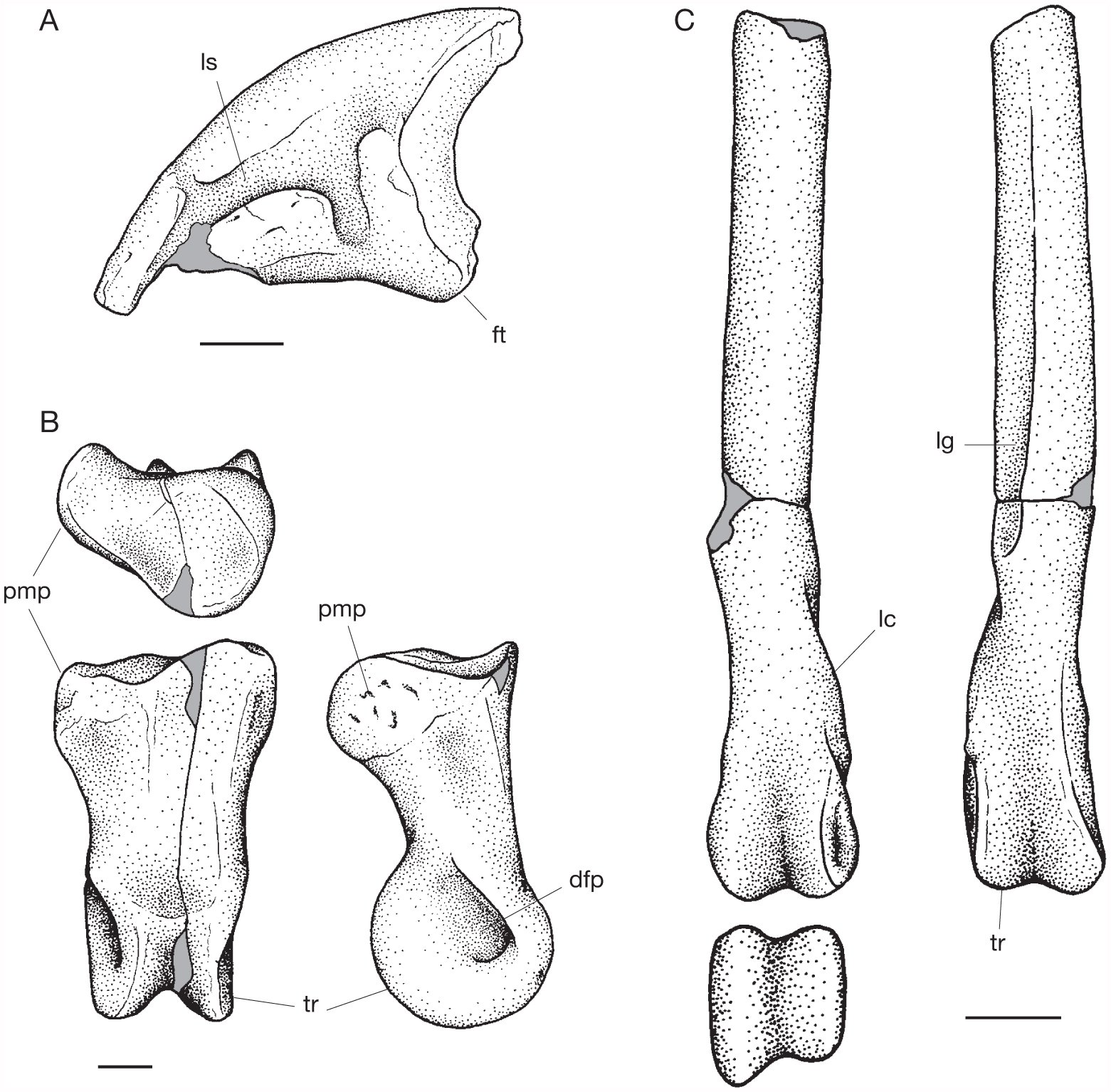 First bird remains from the Upper Cretaceous of the Peirópolis site ...