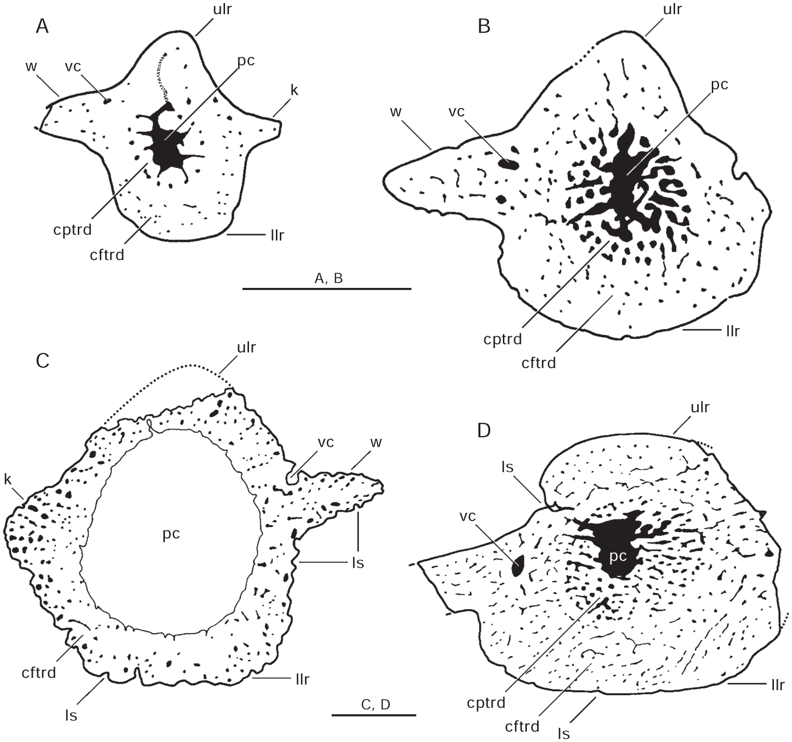 Machaeracanthus Goujeti N. Sp. (acanthodii) From The Lower Devonian Of 