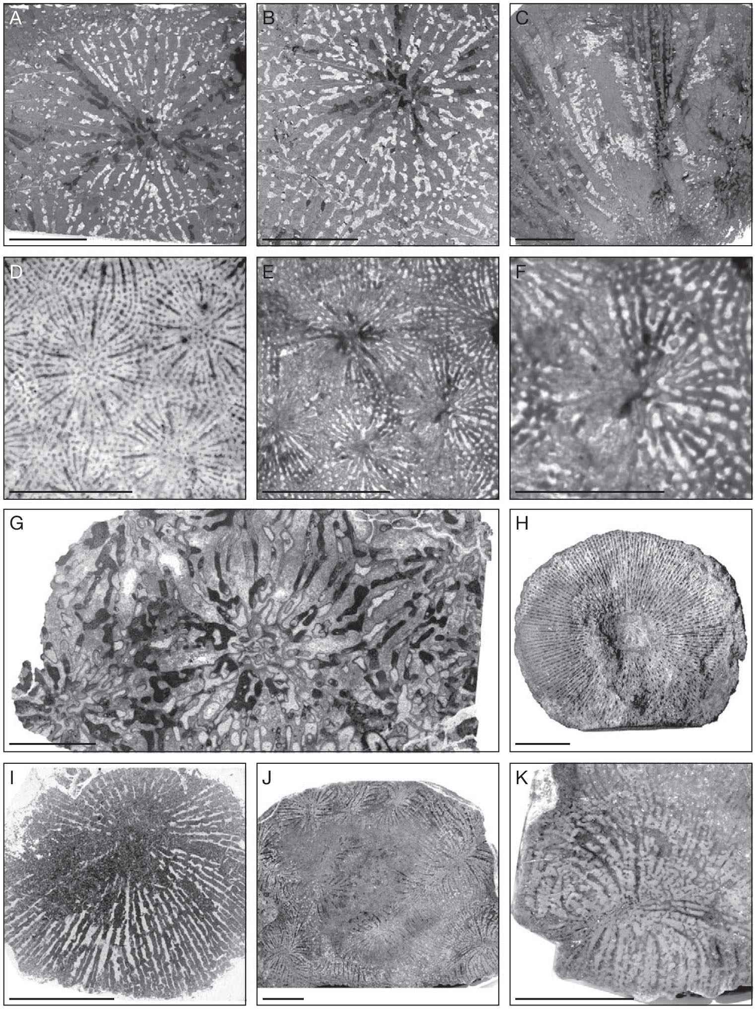 Revision Of The Family Felixaraeidae Scleractinia Cretaceous