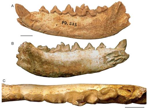 Ursidae (mammalia, Carnivora) From The Late Oligocene Of The 