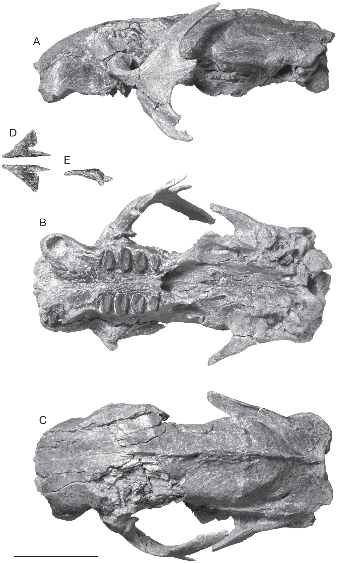 Eucholoeops Ameghino 17 Xenarthra Tardigrada Megalonychidae From The Santa Cruz Formation Argentine Patagonia Implications For The Systematics Of Santacrucian Sloths