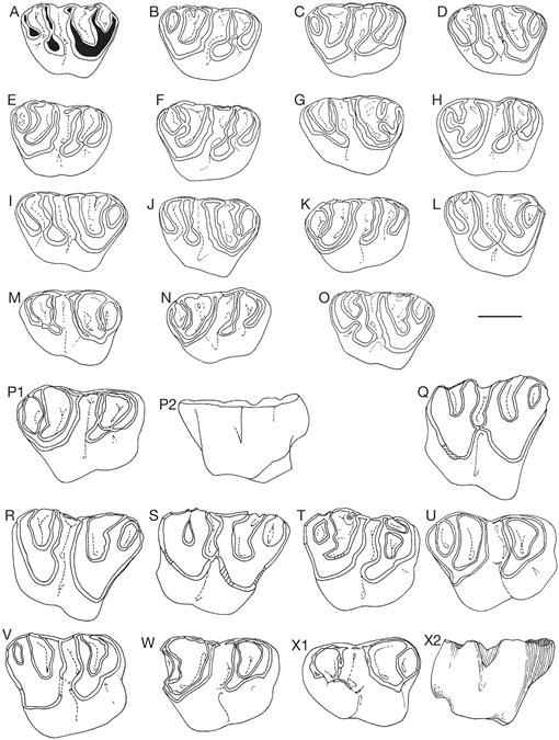 A new early late Oligocene (MP 26) continental vertebrate fauna