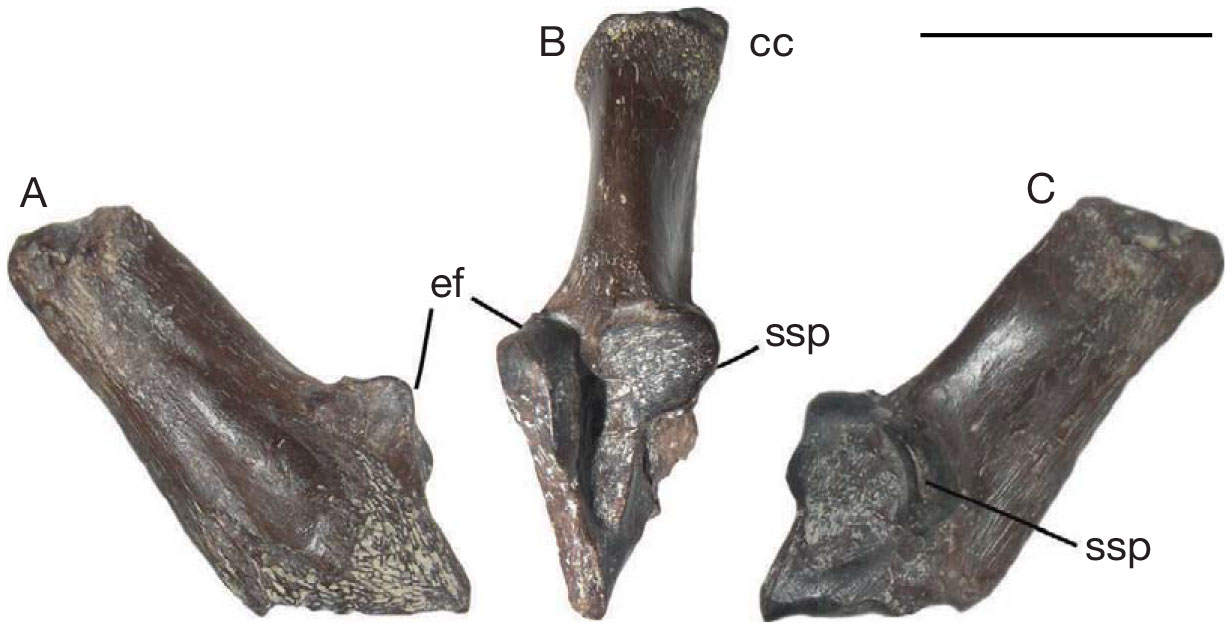 A new early late Oligocene (MP 26) continental vertebrate fauna from ...