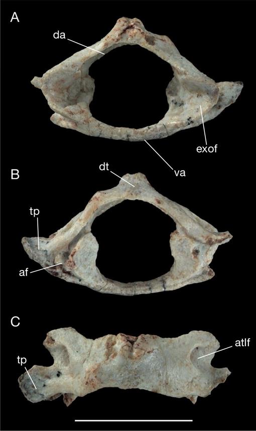 Alcidedorbignya inopinata a basal pantodont Placentalia