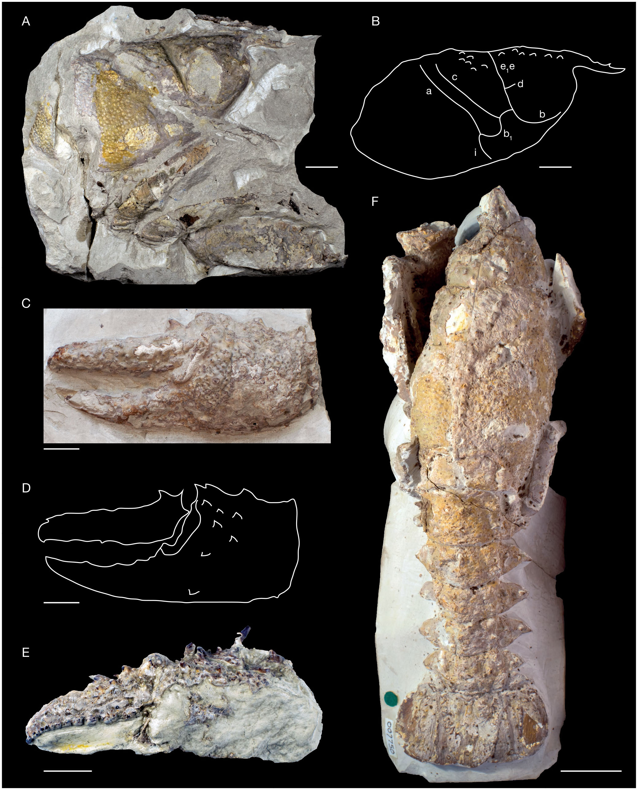 Review Of The Early Cretaceous Erymid Lobsters Crustacea Decapoda From The Western Tethys