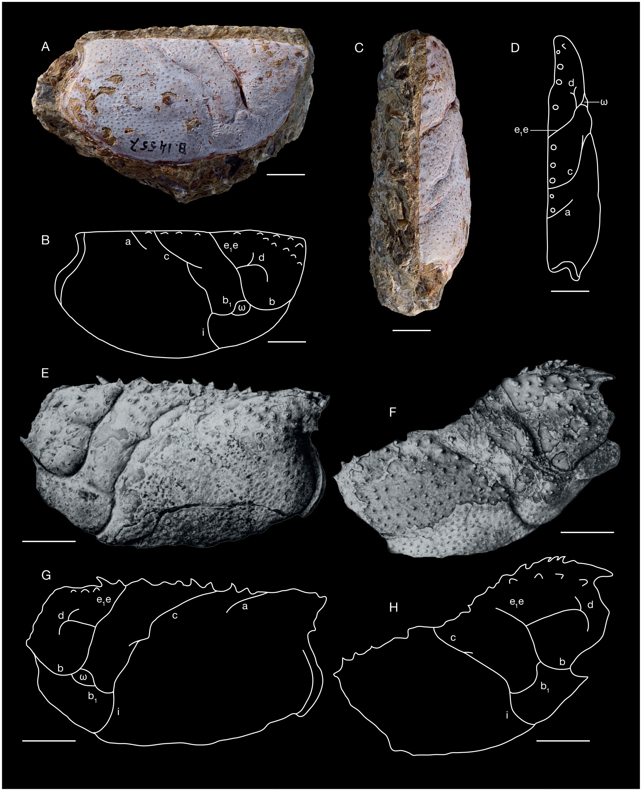 Review of the Early Cretaceous erymid lobsters (Crustacea: Decapoda ...