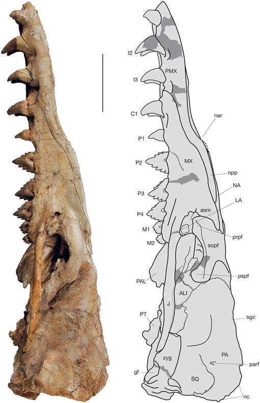 The Anatomy And Phylogenetic Affinities Of Cynthiacetus Peruvianus A Large Dorudon Like Basilosaurid Cetacea Mammalia From The Late Eocene Of Peru