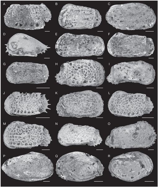 Les Ostracodes De La Collection De P Margerie Et L Age Des Couches A Laffitteines Du Mont Aime Bassin De Paris France