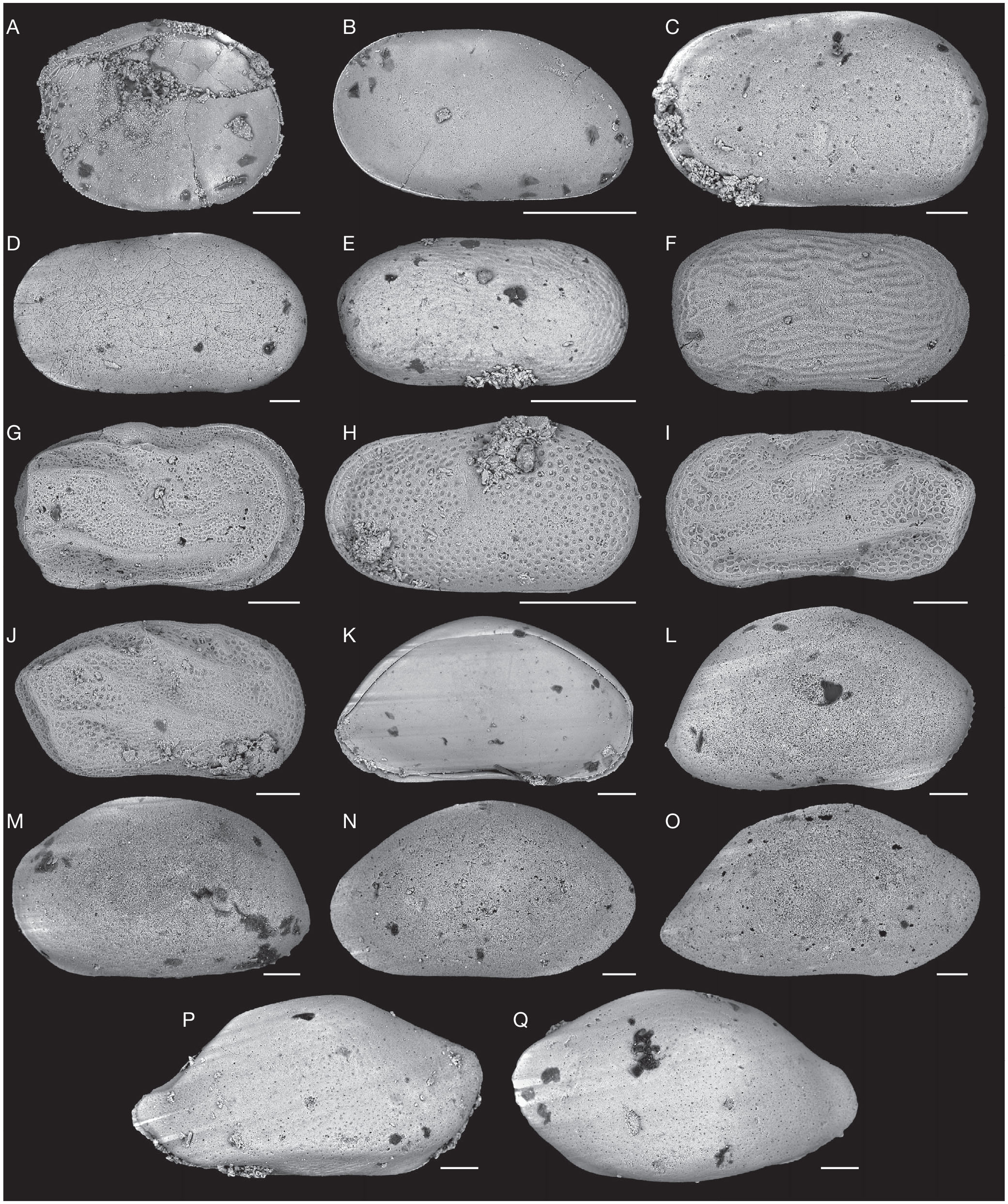 Les Ostracodes De La Collection De P Margerie Et L Age Des Couches A Laffitteines Du Mont Aime Bassin De Paris France