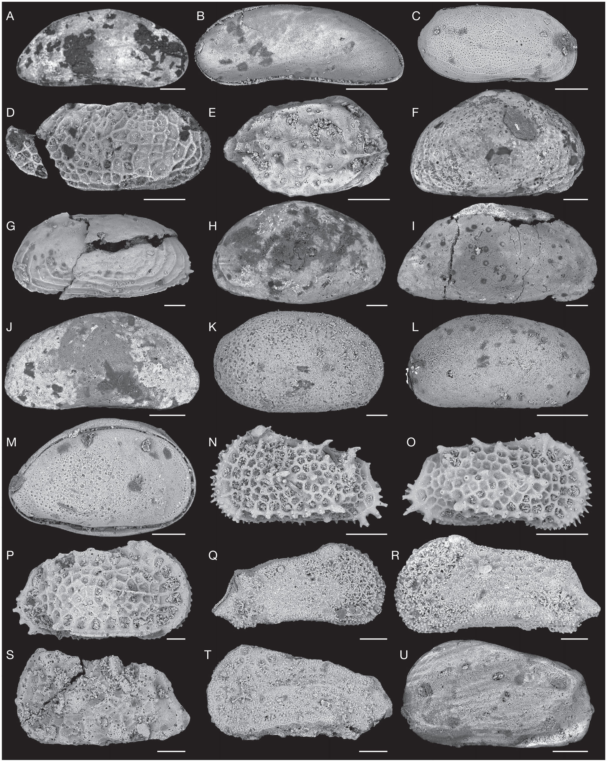 Les Ostracodes De La Collection De P Margerie Et L Age Des Couches A Laffitteines Du Mont Aime Bassin De Paris France