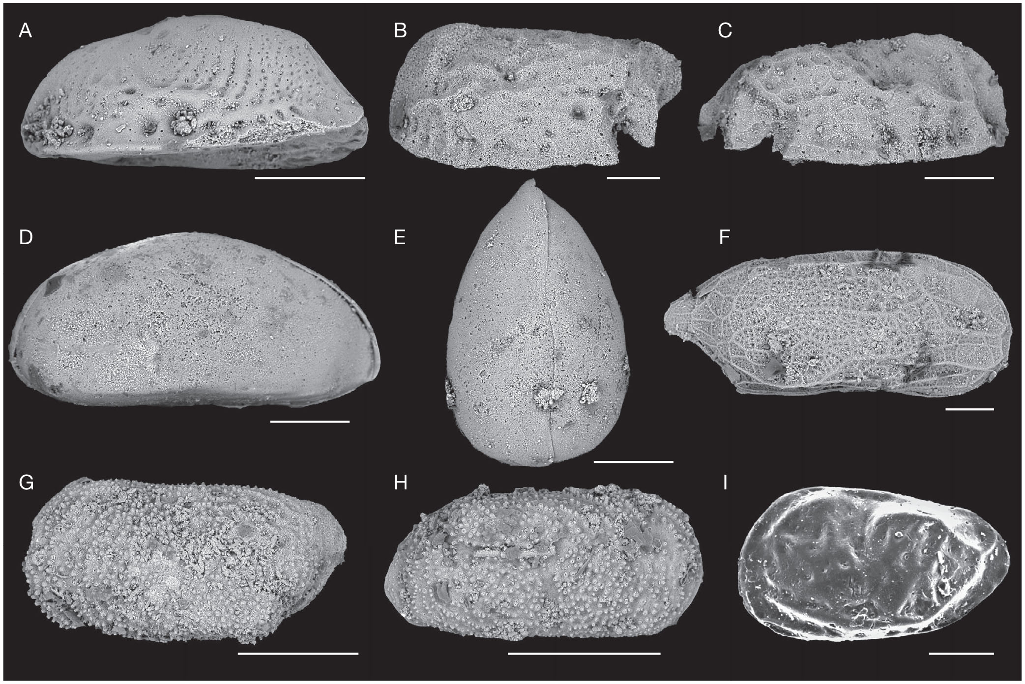 Les Ostracodes De La Collection De P Margerie Et L Age Des Couches A Laffitteines Du Mont Aime Bassin De Paris France