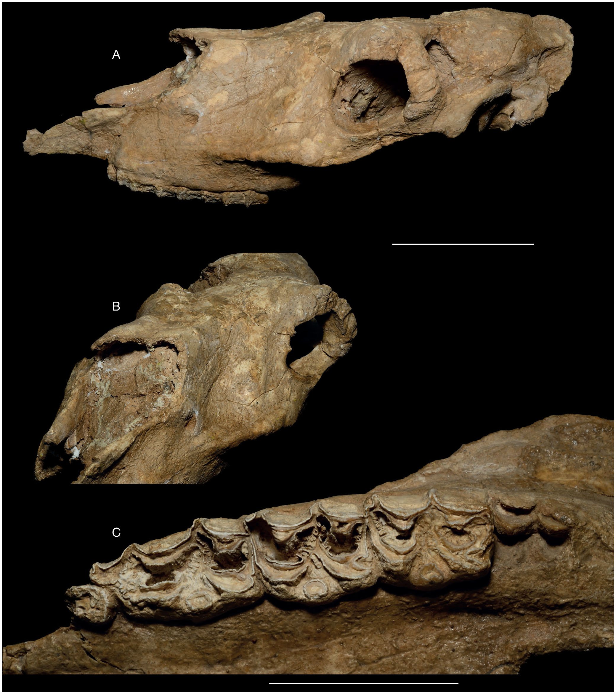 The Early Pliocene Plesiohipparion and Proboscidipparion (Equidae ...