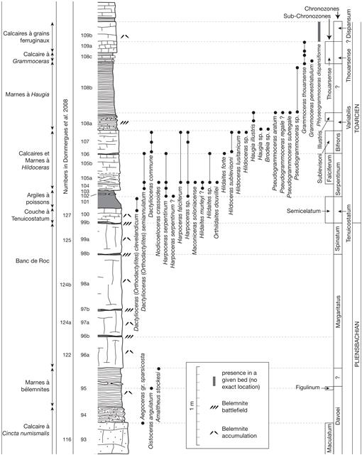 Lower Jurassic Pliensbachian Toarcian Belemnites From Fresney Le Puceux Calvados France Taxonomy Chronostratigraphy And Diversity