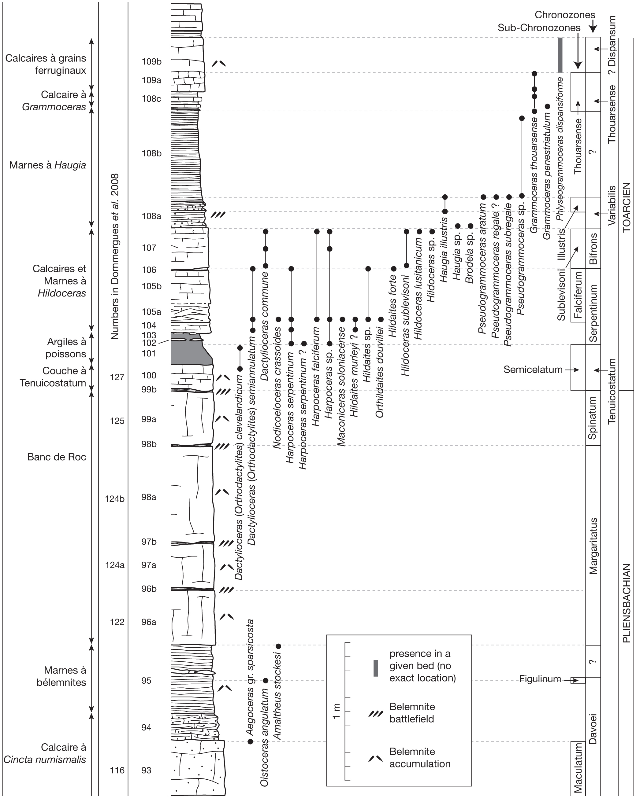 Lower Jurassic Pliensbachian Toarcian Belemnites From Fresney Le Puceux Calvados France Taxonomy Chronostratigraphy And Diversity