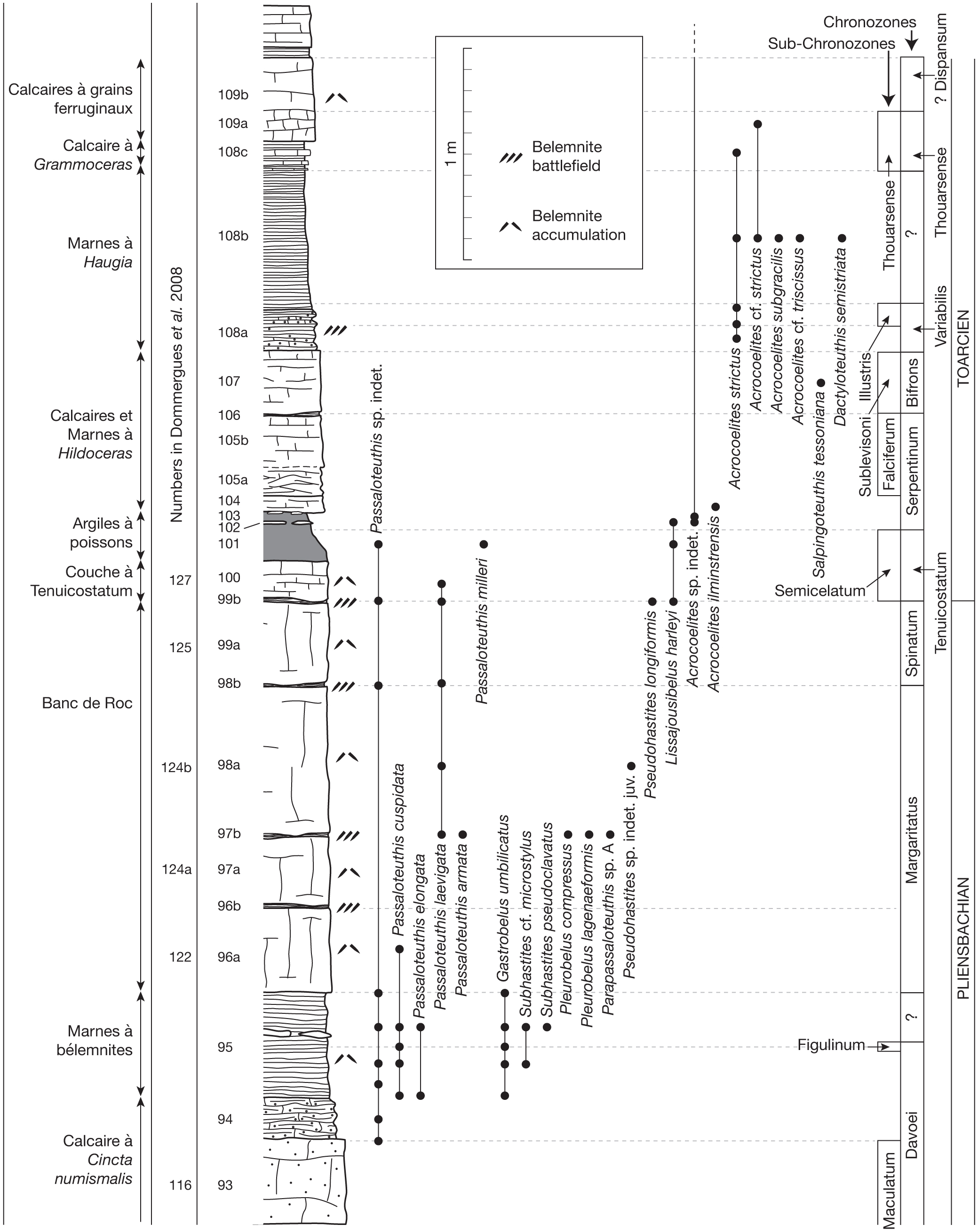 Lower Jurassic Pliensbachian Toarcian Belemnites From Fresney Le Puceux Calvados France Taxonomy Chronostratigraphy And Diversity