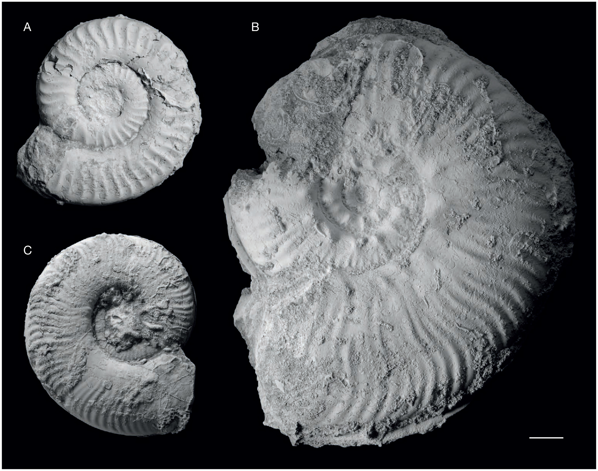 Lower Jurassic Pliensbachian Toarcian Belemnites From Fresney Le Puceux Calvados France Taxonomy Chronostratigraphy And Diversity