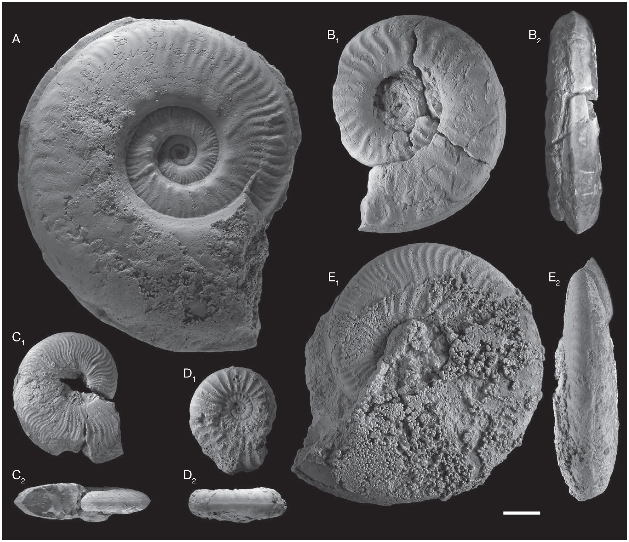 Lower Jurassic Pliensbachian Toarcian Belemnites From Fresney Le Puceux Calvados France Taxonomy Chronostratigraphy And Diversity