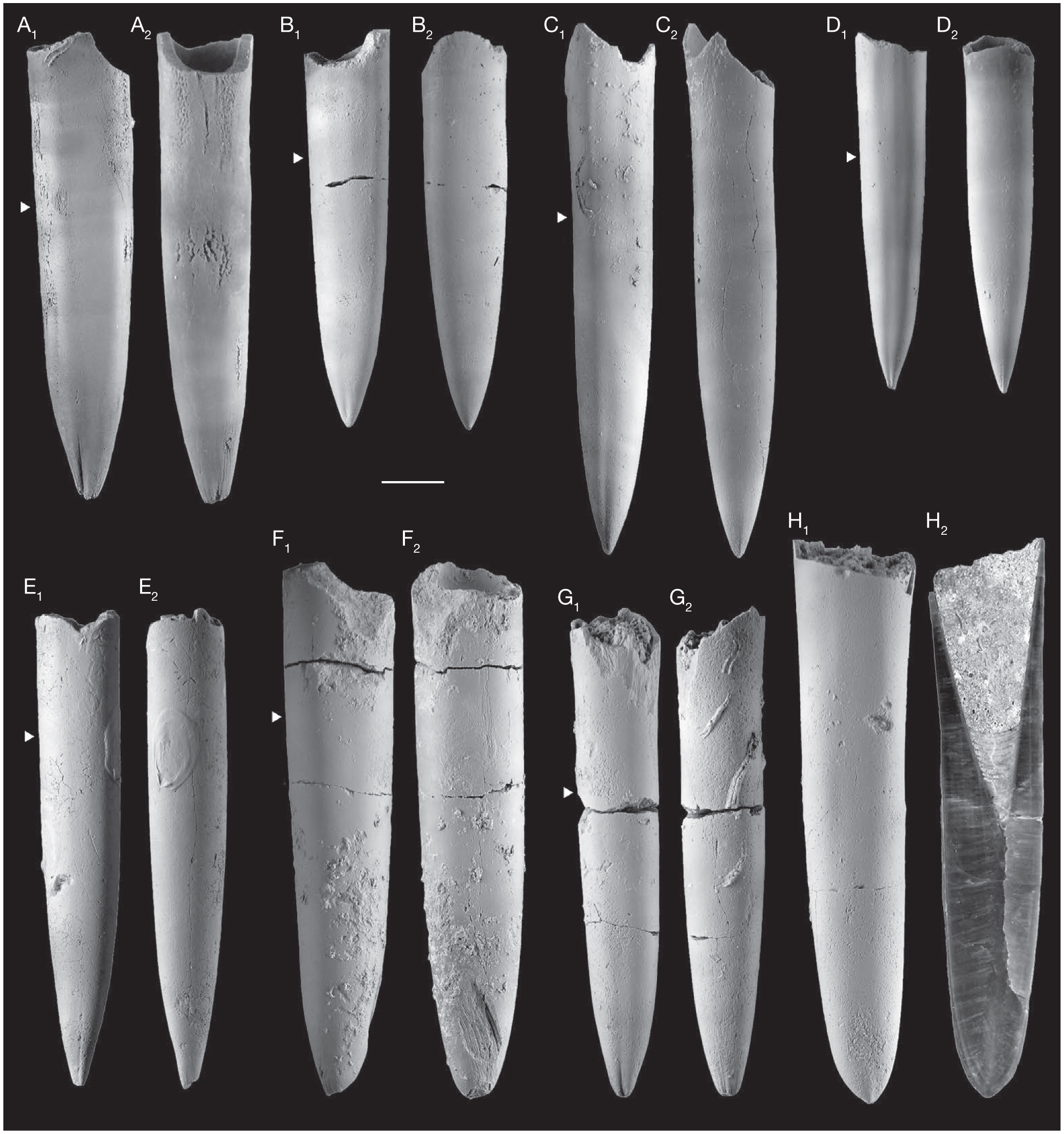 Lower Jurassic Pliensbachian Toarcian Belemnites From Fresney Le Puceux Calvados France Taxonomy Chronostratigraphy And Diversity