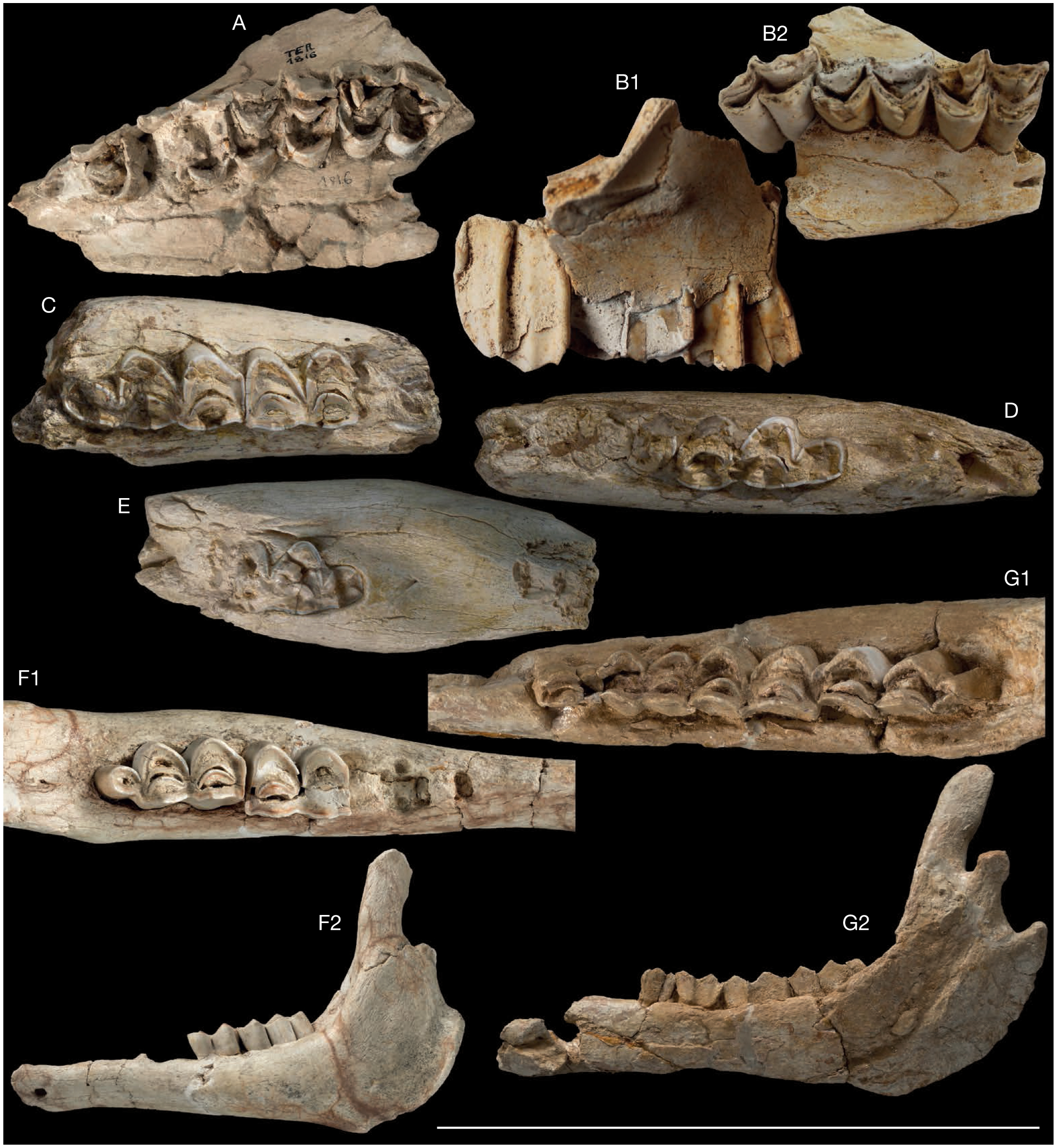 Camelus thomasi Pomel, 1893 from the Pleistocene type-locality ...