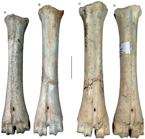 Thin shaft-rings from cattle-size tibia and metatarsus diaphyses
