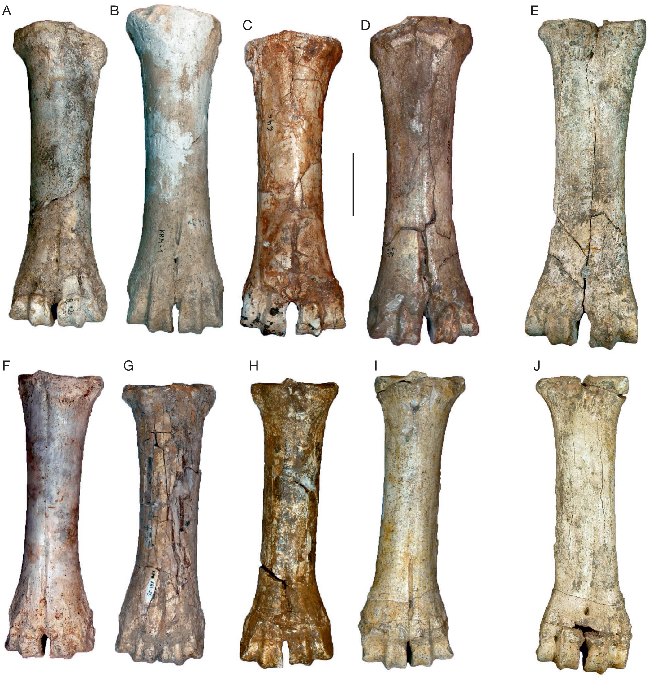 Thin shaft-rings from cattle-size tibia and metatarsus diaphyses.