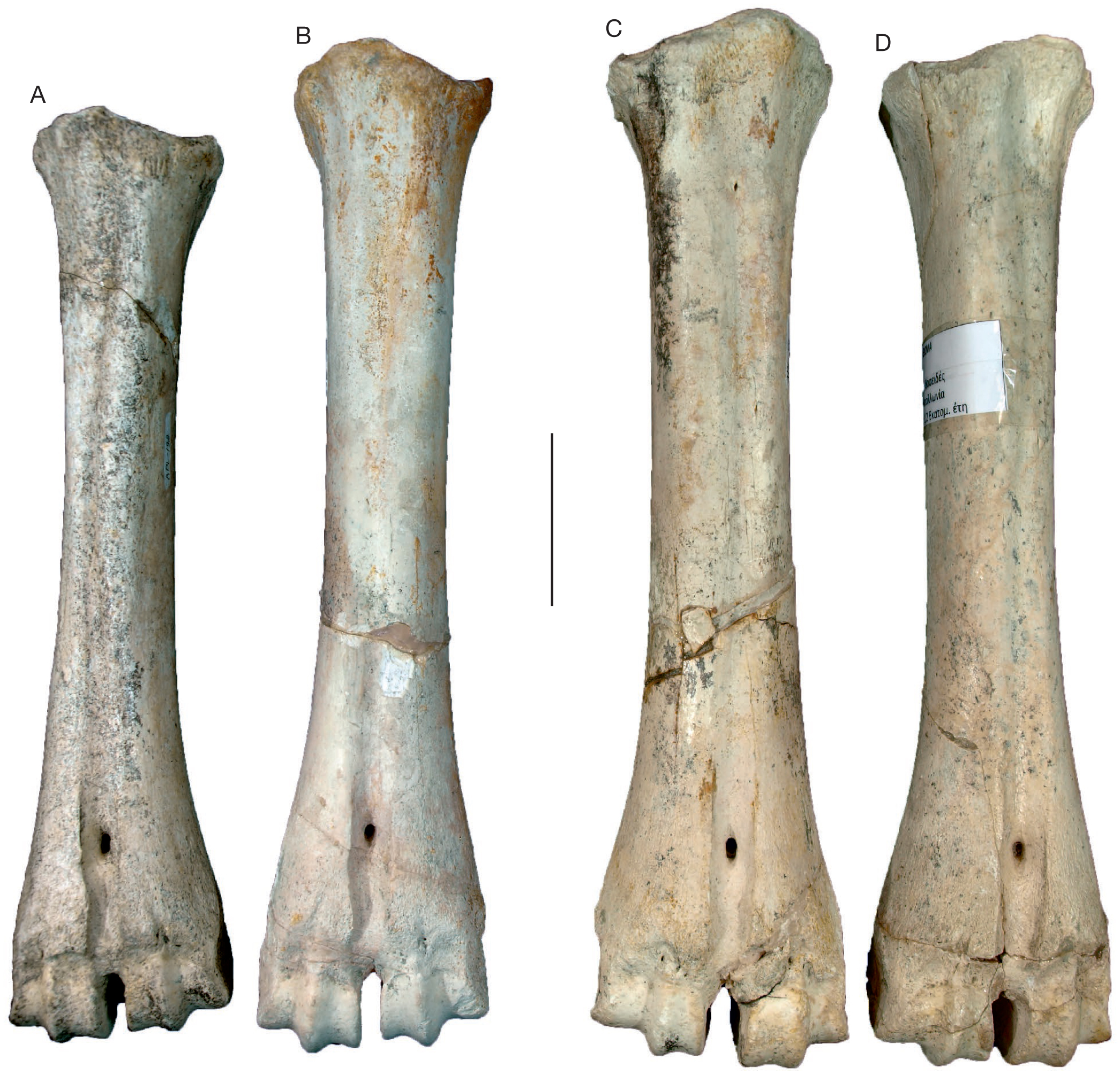 Early bison remains from Mygdonia Basin (Northern Greece)