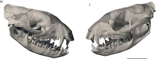 Allqokirus australis (Sparassodonta, Metatheria) from the early