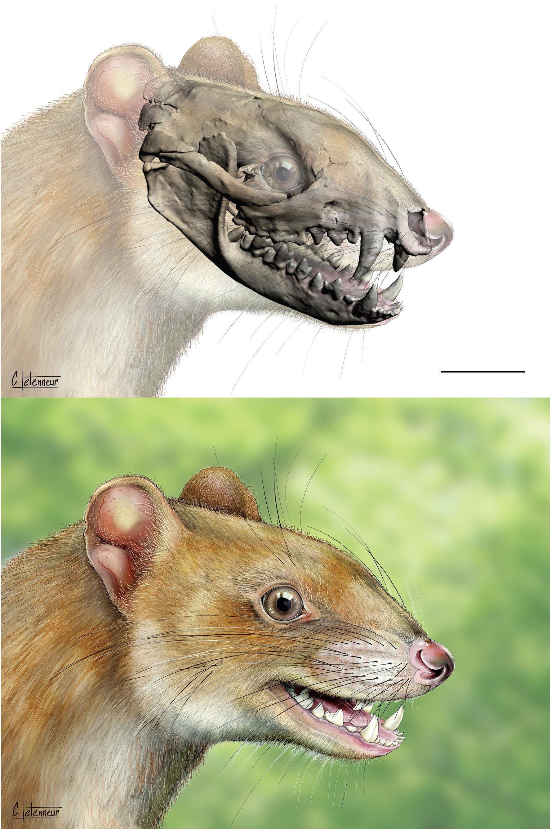 Allqokirus australis (Sparassodonta, Metatheria) from the early ...