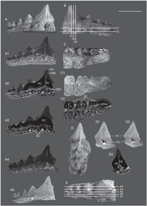 A new partial skeleton of a palaeospinacid shark (Neoselachii,  Synechodontiformes) from the Albian of northern France, with a review of  the taxonomic history of Early Cretaceous species of Synechodus Woodward,  1888