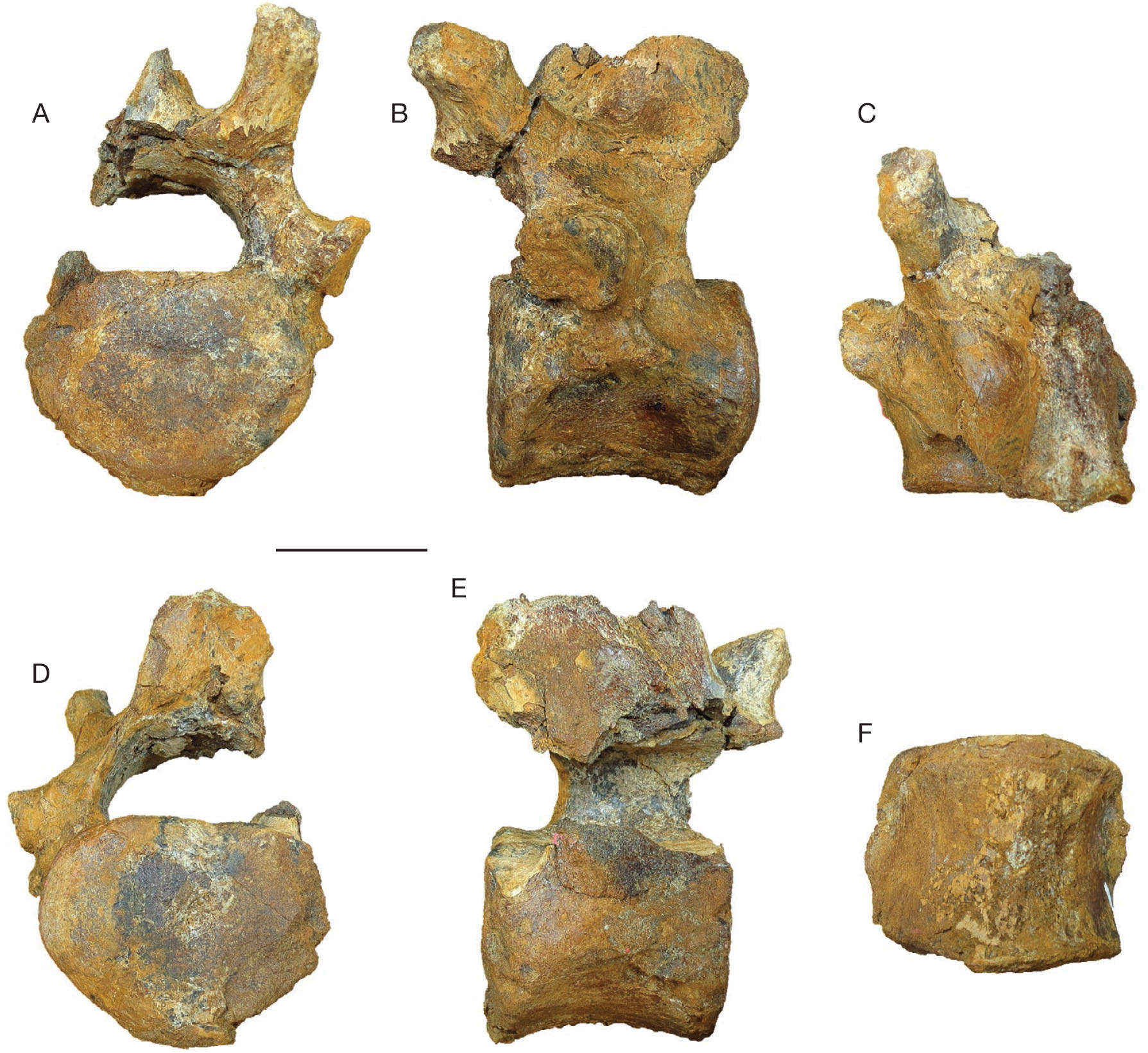 Mystacodon selenensis, the earliest known toothed mysticete (Cetacea ...