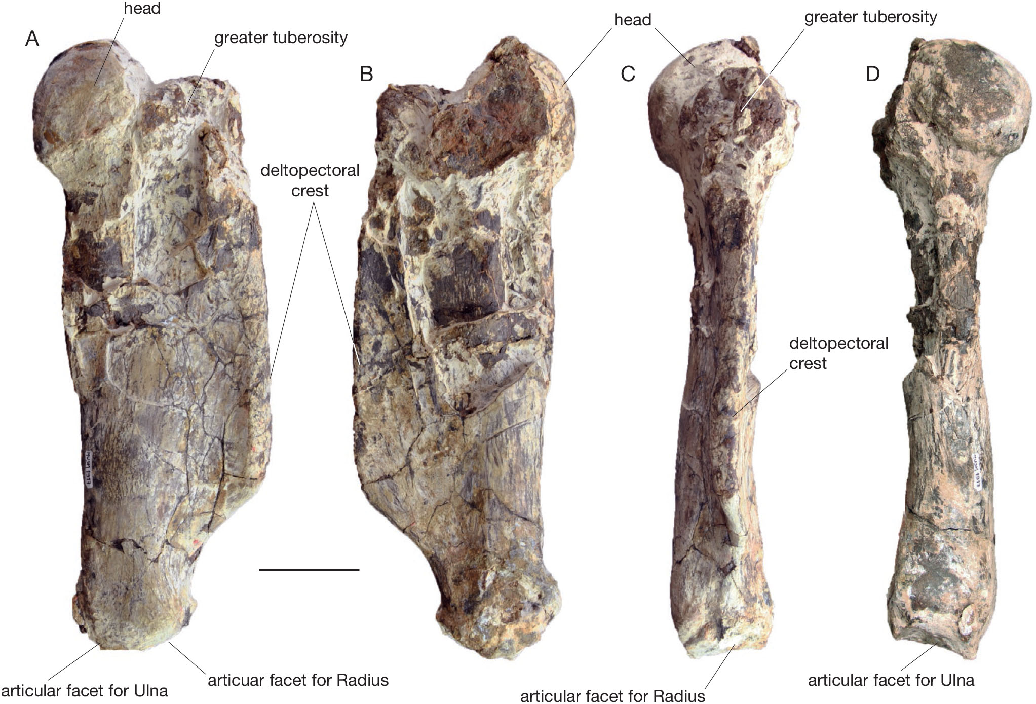 Mystacodon selenensis, the earliest known toothed mysticete (Cetacea ...