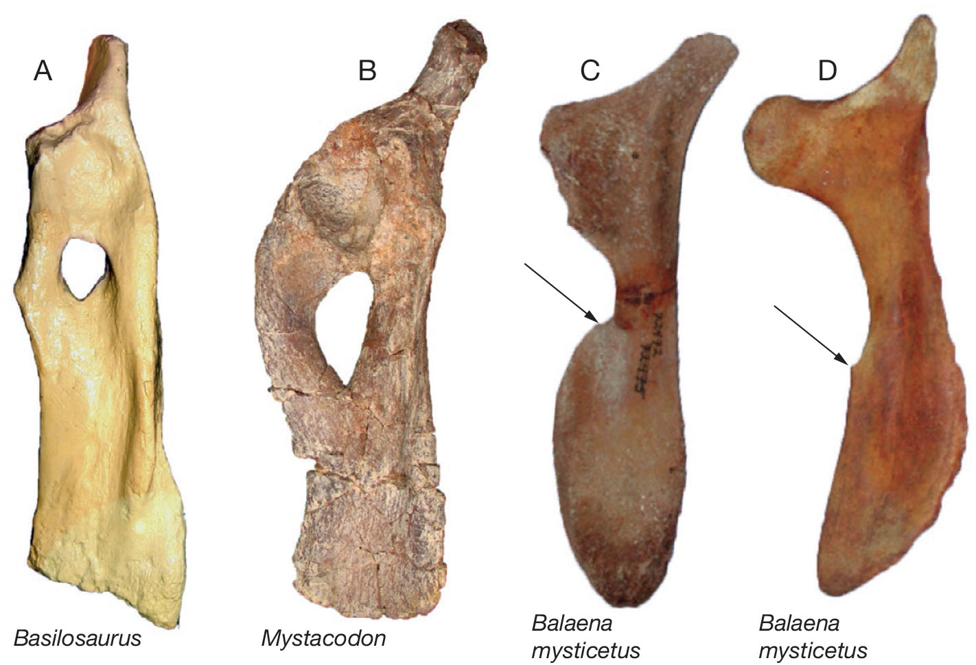 Mystacodon selenensis, the earliest known toothed mysticete (Cetacea ...